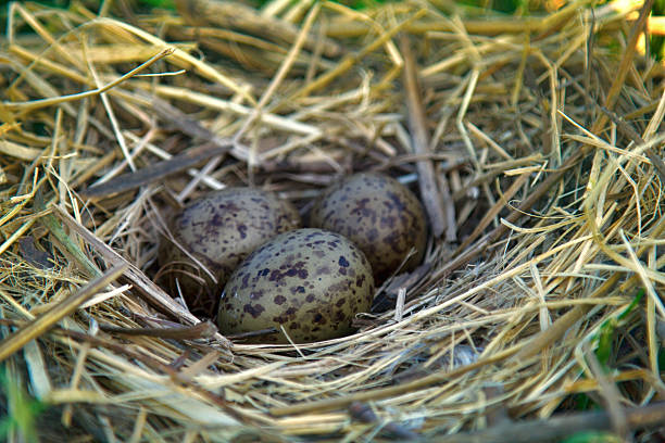 istock Nest of black-headed gulls with typical clutch of eggs 2225041105