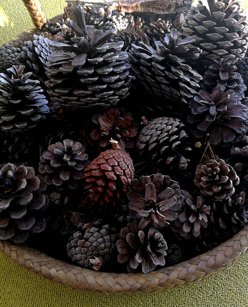 istock Dry pine cones in basket 2225043050