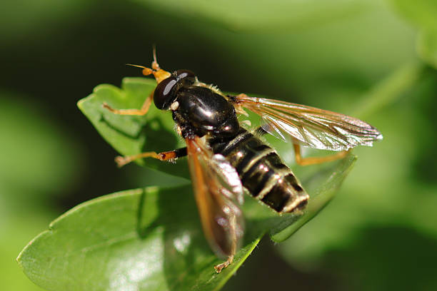 istock Caliprobola speciosa 2225044709