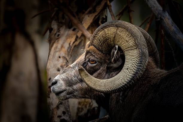 istock Bighorn sheep with impressive curved horns. 2225044818