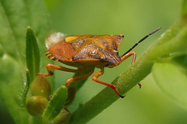 istock Punaise a pattes rouges (Carpocoris purpureipennis) 2225045464
