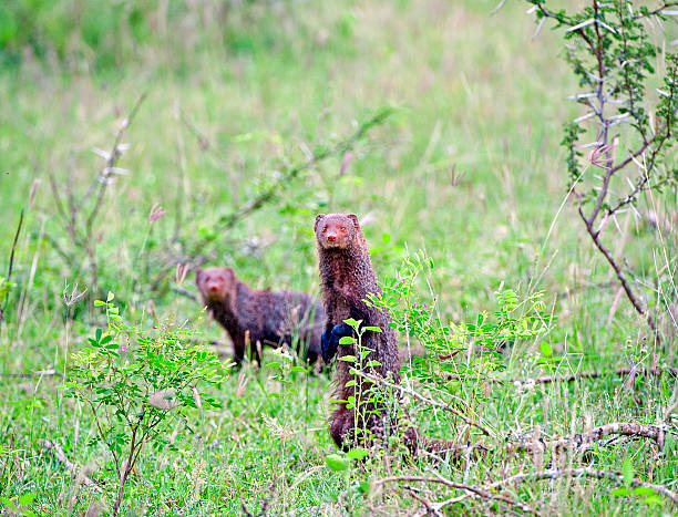 Experience the heartwarming bond between a baby zebra mongoose and its attentive mother as they share a tender moment in their natural habitat. With protective instincts guiding her every move, the mother mongoose watches over her offspring with unwavering devotion, ensuring its safety and well-being. Captured with intimacy and warmth, this photograph encapsulates the timeless essence of maternal love in the animal kingdom, where every moment is cherished and every bond is sacred.