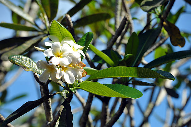 Frangipani, aka Plumeria, is a flowering plant in the dogbane family, known for their fragrant, showy flowers. Sri Lanka is the tropical Indian Ocean island formerly known as Ceylon, situated off the southeastern tip of India, renowned for its tea, rubber and precious stone production throughout the world.