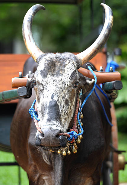 Bullock in cart harness, Sri Lanka. Sri Lanka is the tropical Indian Ocean island formerly known as Ceylon, situated off the southeastern tip of India, renowned for its tea, rubber and precious stone production throughout the world.