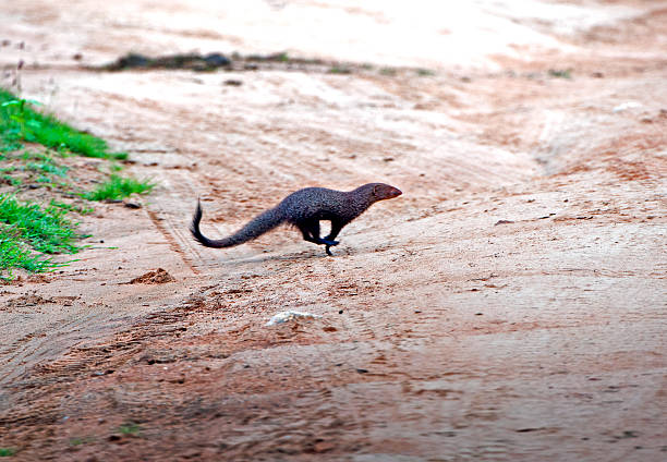 istock Mongoose, Yala National Park, Southeast coast, Sri Lanka. 2225046466