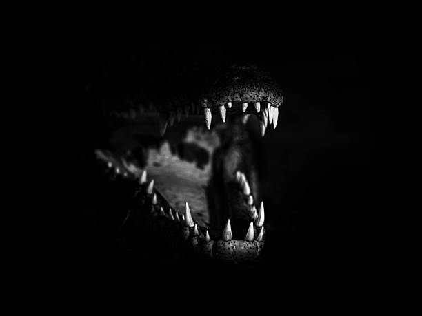 istock A dramatic black and white close-up of a crocodile with its jaws wide open, emphasizing its sharp teeth and predatory nature in a dark setting. 2225046614