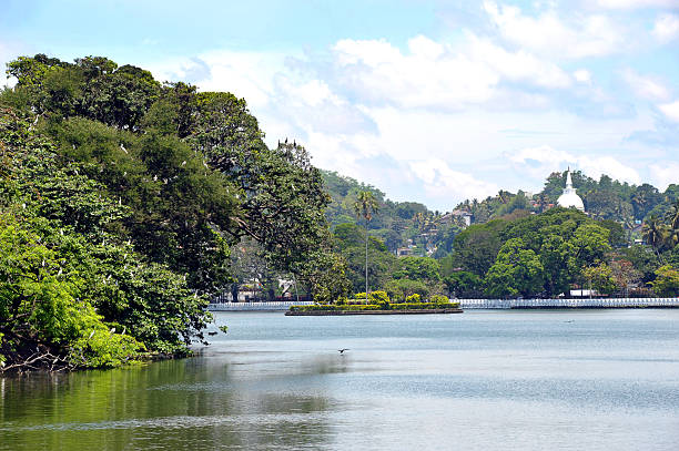 istock Egrets perched in tree, Kandy Lake, Kandy, Sri Lanka. 2225047210