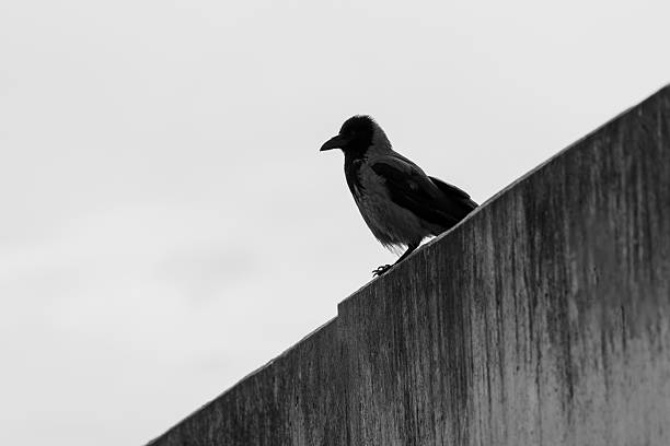 istock Silhouette of a crow sitting on a wall 2225047397