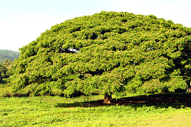 istock Mimosa tree canopy, Kandy, Sri Lanka. 2225048531