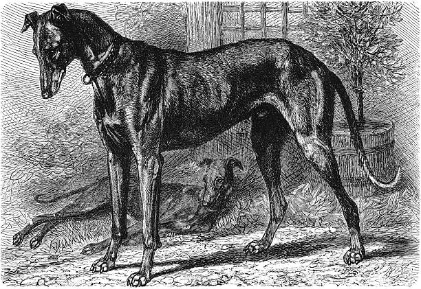 Greyhound, Canis familiaris grajus, a slender and fast domestic dog breed prized for its speed and hunting ability, belonging to the Canidae family, old vintage illustration, 1899.