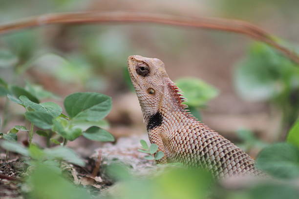 Side close up view full frame horizontal image of oriental garden lizard reptile standing on top of tree trunk around cactus plant.