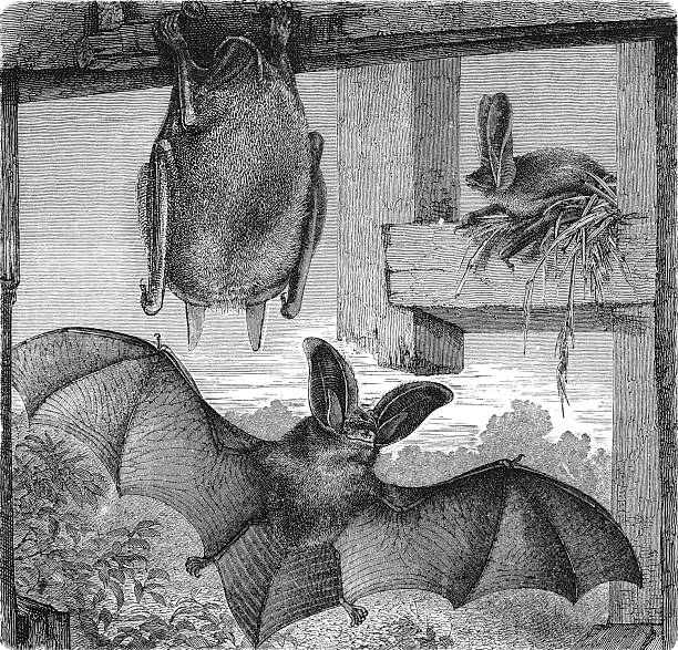 Brown long-eared bat, Plecotus auritus, a small insectivorous flying mammal of the Vespertilionidae family, native to Europe and parts of Asia, recognized by its remarkably large ears and silent flight, commonly found in woodlands and old buildings, old vintage illustration, 1899.
