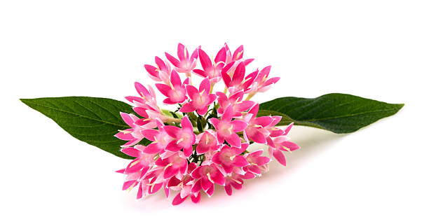 istock fEgyptian starcluster flowers 2225050305