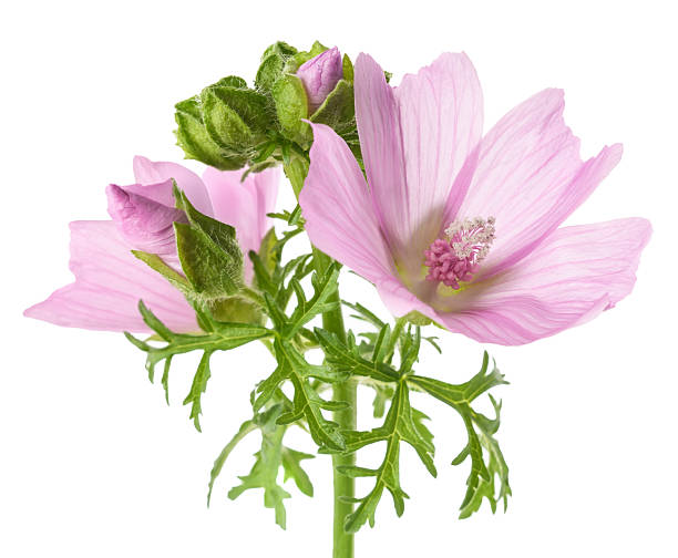 istock Greater musk mallow flowers 2225050375