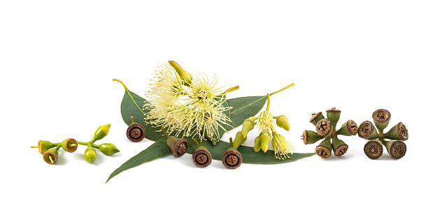istock Eucalyptus leaves with flowers and seeds 2225050425