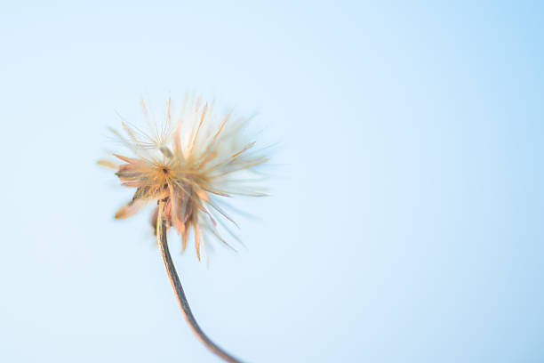 Wildflowers are charming and beautiful