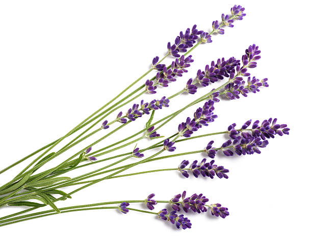 istock Lavenders flowers bunch 2225050675
