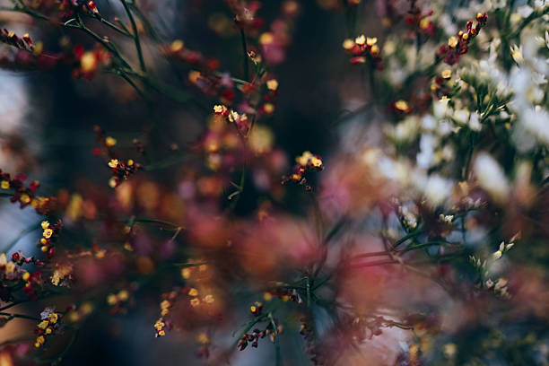 Wild flowers in March