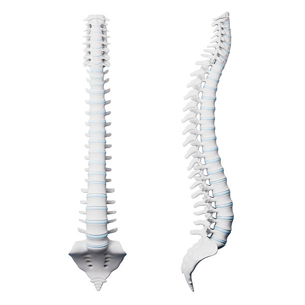 istock 3d rendering medical spine in white background 2225051952