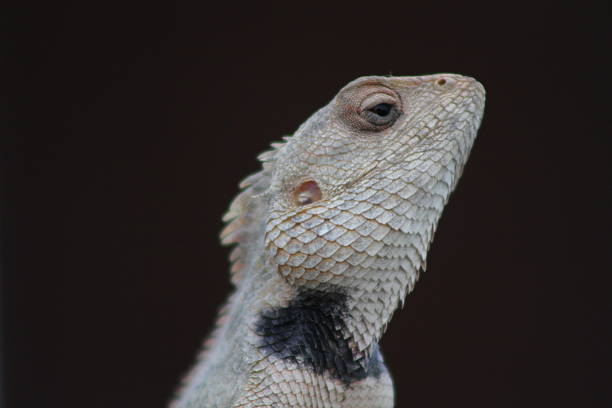 A detailed close-up of a lizard gripping a tree stem with a relaxed posture amidst blurred foliage in a natural setting, showcasing wildlife and reptilian behavior in an outdoor environment.