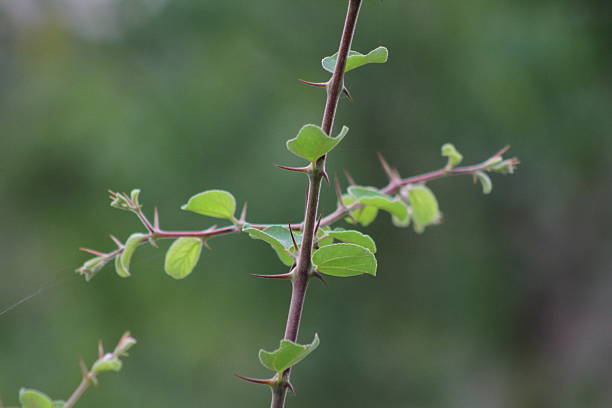 istock Green Leaf of Indian plum (Ziziphus mauritiana) plant 2225052413