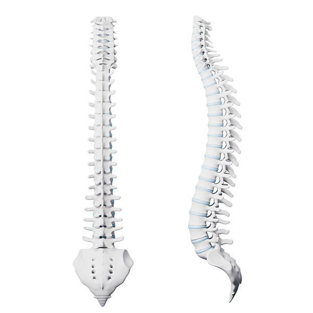istock 3d rendering medical spine in white background 2225052761