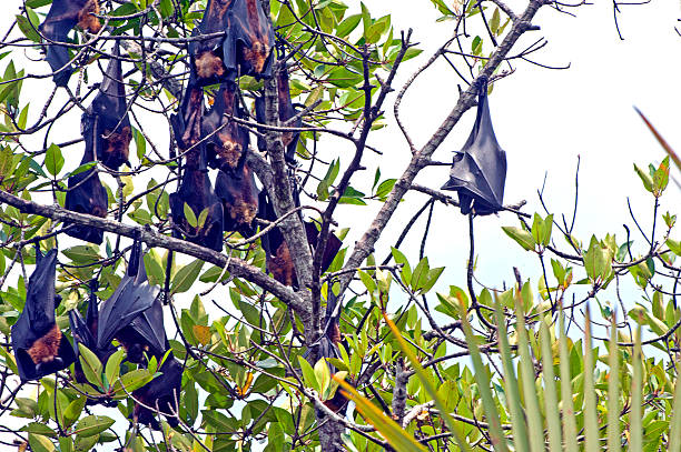 The bat in Monkey Forest, Bali Zoo, Indonesia