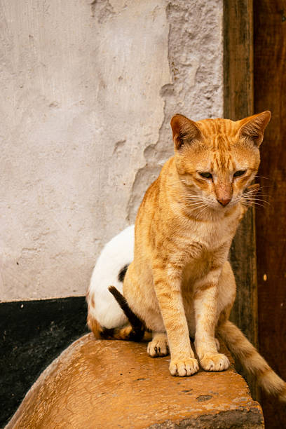 Striped brown cat found in India sitting in the courtyard of the house.Pet cat looking at the camera