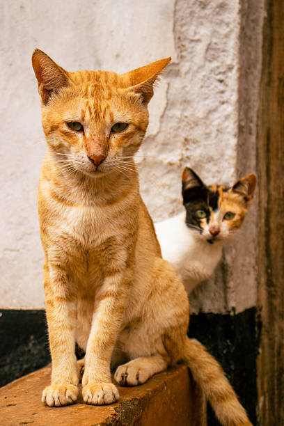 istock Two cats sitting on pavement looking curiously, Lamu Island, Kenya 2225053175
