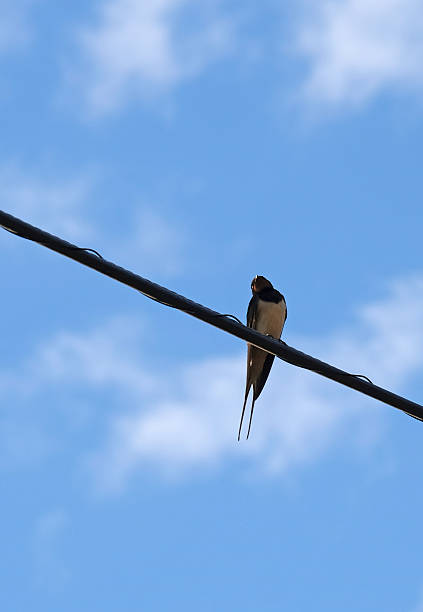 istock Swallow sitting on a telephone cable 2225053905