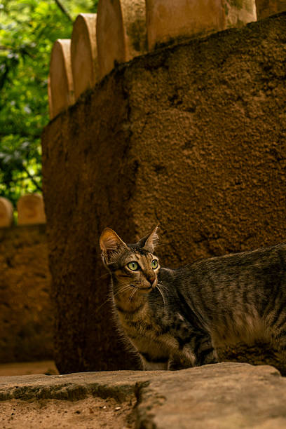 A curious cat walks along a pavement in Lamu Island, Kenya, its cautious yet confident steps revealing a moment of natural curiosity amidst the urban environment. The image highlights the interaction between local wildlife and human spaces, reflecting the quiet rhythms of daily life on the Swahili coast.