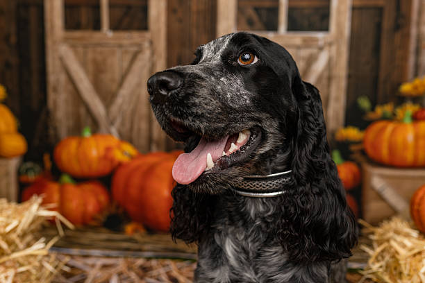 Side Profile of English Cocker Spaniel in Fall-Themed Setting