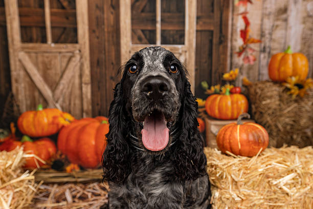 istock Close-Up of Happy English Cocker Spaniel in Fall Setting 2225054142