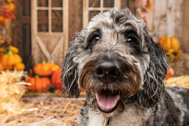 istock Happy Mixed Breed Dog Smiling in Rustic Autumn Setting 2225054165