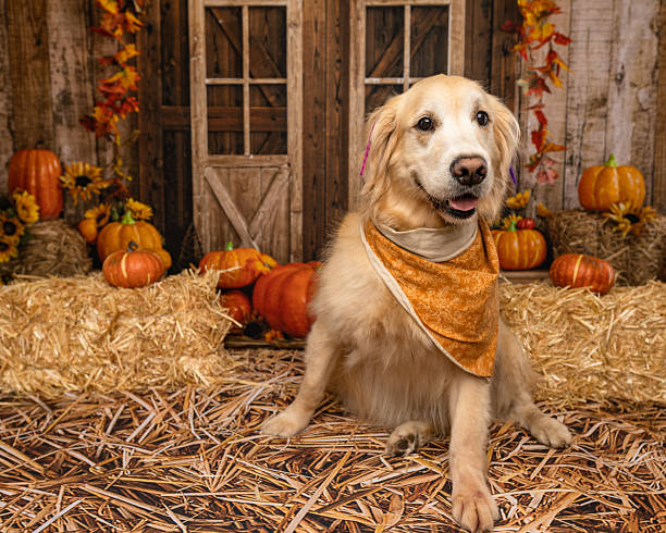istock Golden Retriever Wearing Bandana in Rustic Fall Setting 2225054214