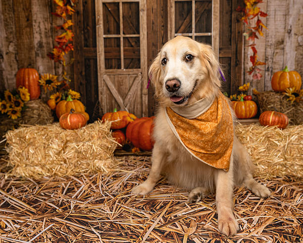 istock Golden Retriever in Orange Bandana Surrounded by Fall Decor 2225054218