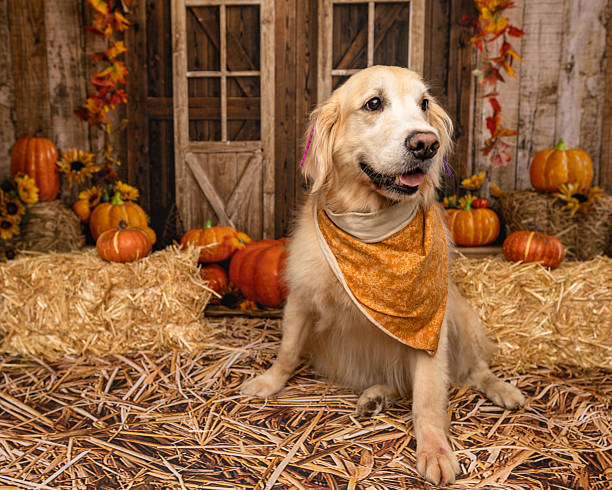 istock Golden Retriever Looking Off-Camera in Festive Fall Scene 2225054220
