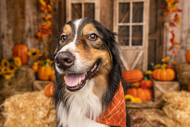 istock Australian Shepherd Smiling in Cozy Fall Barn Setup 2225054273
