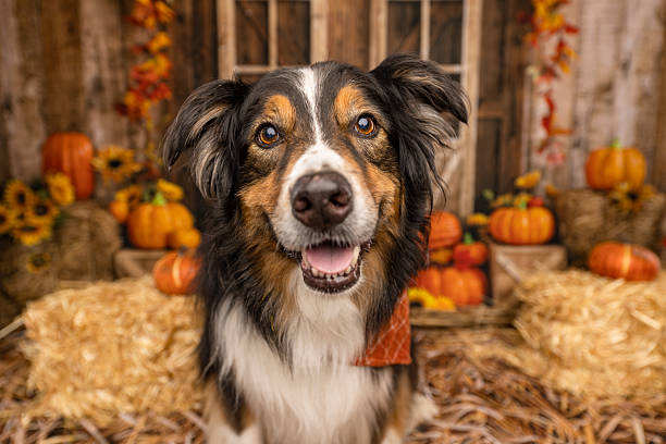 istock Close-Up of Australian Shepherd in Festive Fall Setting 2225054275
