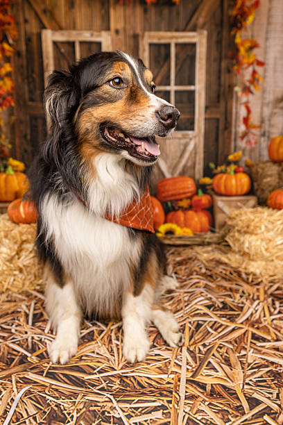 istock Australian Shepherd Sitting Among Pumpkins in Autumn Scene 2225054295