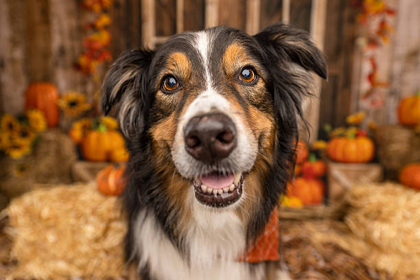 istock Australian Shepherd Looking into Camera in Autumn Scene 2225054311