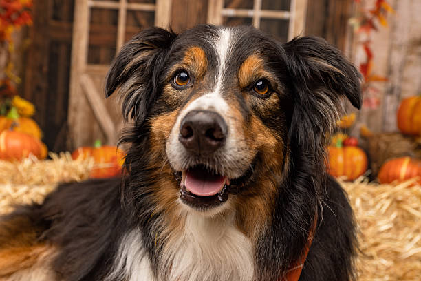 istock Smiling Australian Shepherd with Pumpkins and Hay 2225054320
