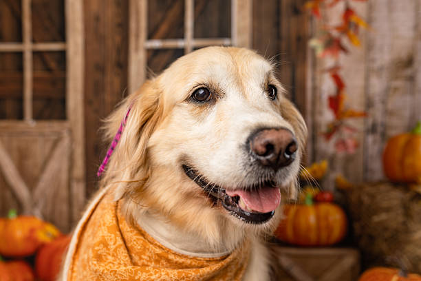 istock Golden Retriever Close-Up in Festive Fall Background 2225054358