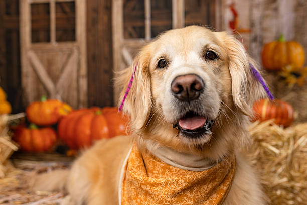 istock Golden Retriever Relaxing in Cozy Fall Barn Display 2225054399
