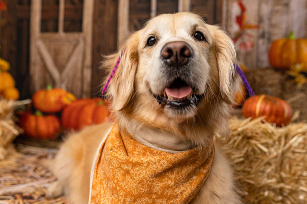 istock Golden Retriever Smiling in Rustic Autumn Setting 2225054401