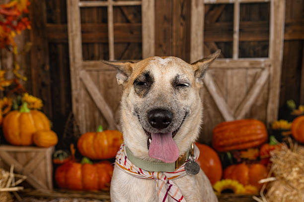 istock Close-Up of Mixed Breed Dog with Fall Pumpkins 2225054611