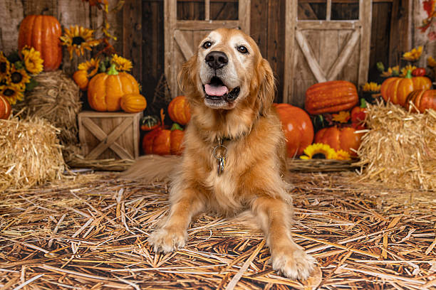 istock Golden Retriever Posing in Rustic Autumn Barn Scene 2225054645