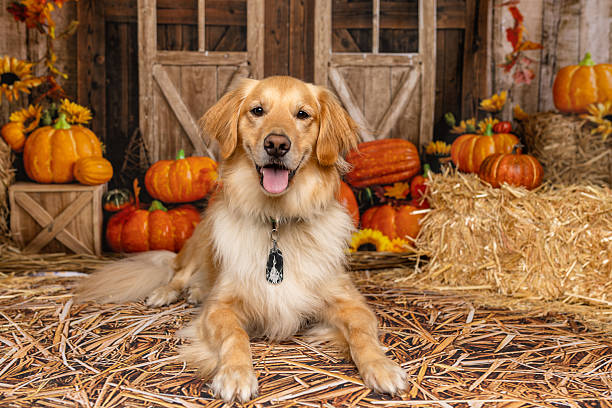 istock Golden Retriever Lying Down in Fall Harvest Scene 2225054646