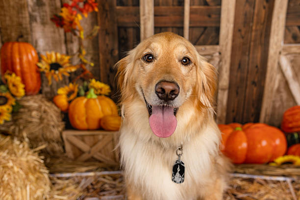 istock Golden Retriever Smiling in Front of Fall Decorations 2225054650