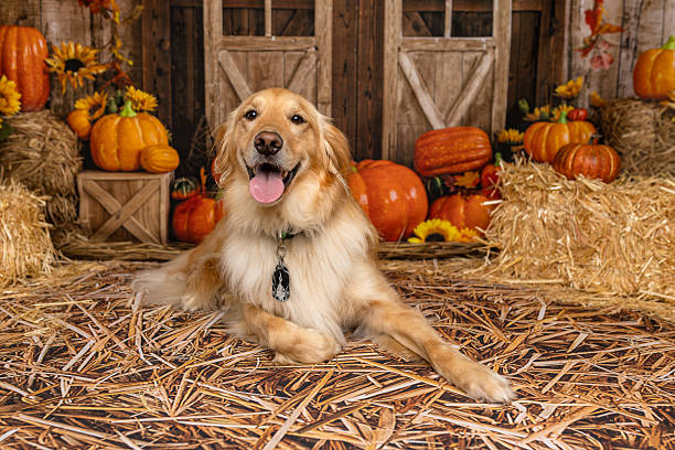 istock Golden Retriever in Motion During Fall Photo Shoot 2225054669